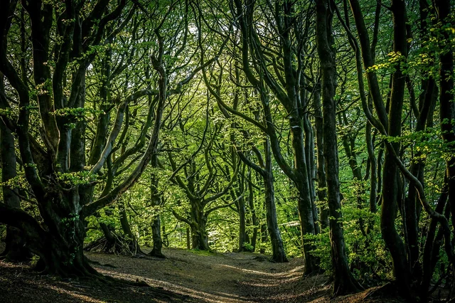 Quantock Hills