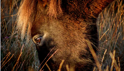 Quantock Pony