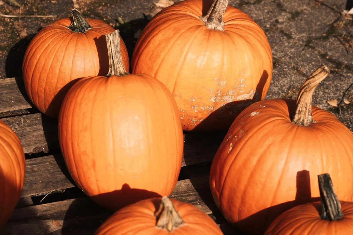 Birds Farm P.Y.O. Pumpkins
