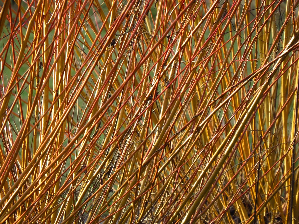 Coates English Willow