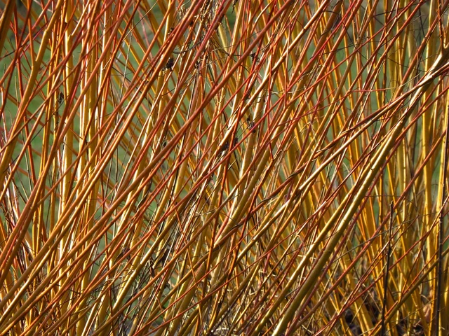 Coates English Willow