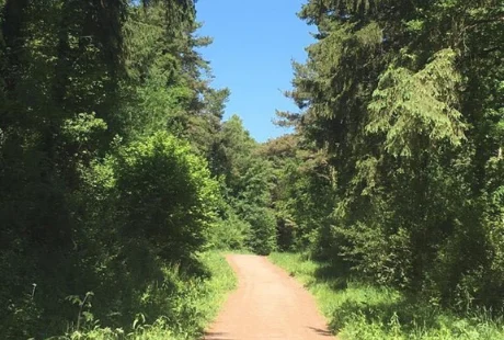 Thurlbear Wood